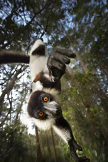 Black and white ruffed lemur (Varecia variegata) hanging from tree, Madagascar, critically Black and white ruffed lemur (Varecia variegata) hanging from tree, Madagascar, critically