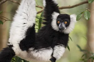 Black and white ruffed lemur (Varecia variegata) Palmarium Reserve Black and white ruffed lemur (Varecia variegata) Palmarium Reserve