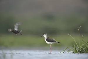 Spotted Sandpiper Gallery: Black winged stilt (Himantopus himantopus) standing in water on one leg, with a Spotted redshank