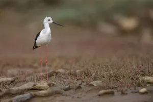 Black winged stilt (Himantopus himantopus) by a small pool in a dried out stream Black winged stilt (Himantopus himantopus) by a small pool in a dried out stream