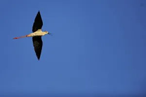 Black winged stilt (Himantopus himantopus) in flight, Karavasta Lagoons National Park Black winged stilt (Himantopus himantopus) in flight, Karavasta Lagoons National Park