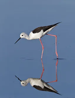 Black-Winged Stilt (Himantopus himantopus) wading. Etosha National Park, Namibia Black-Winged Stilt (Himantopus himantopus) wading. Etosha National Park, Namibia