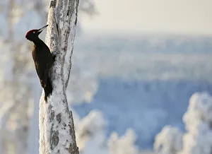 Black woodpecker (Dryocopus martius) male on snowy tree trunk, Kuusamo, Finland, February Black woodpecker (Dryocopus martius) male on snowy tree trunk, Kuusamo, Finland, February