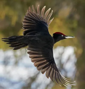 Black Woodpecker male (Dryocopus martius) Finland, February Black Woodpecker male (Dryocopus martius) Finland, February
