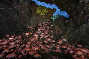 June 2022 highlights/blackbar soldierfish myripristis jacobus June 2022 highlights/blackbar soldierfish myripristis jacobus
