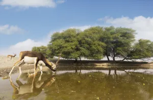 Blackbuck (Antelope cervicapra), wide angle ground perspective of male drinking Blackbuck (Antelope cervicapra), wide angle ground perspective of male drinking