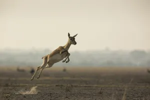 Blackbuck (Antelope cervicapra), female running with high jumps known as 'Pronking' Blackbuck (Antelope cervicapra), female running with high jumps known as 'Pronking'