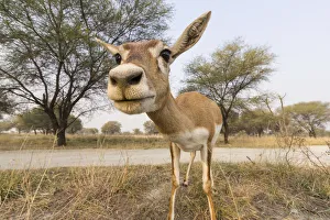 Blackbuck (Antelope cervicapra), wide angle ground perspective of female Blackbuck (Antelope cervicapra), wide angle ground perspective of female