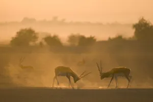 Blackbuck (Antilope cervicapra) two males, stand off at sunrise, Rajasthan, India Blackbuck (Antilope cervicapra) two males, stand off at sunrise, Rajasthan, India