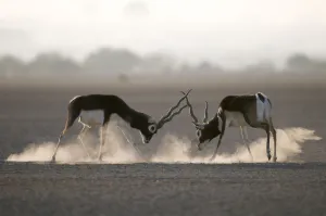 Blackbuck (Antilope cervicapra) two males fighting, Rajasthan, India Blackbuck (Antilope cervicapra) two males fighting, Rajasthan, India