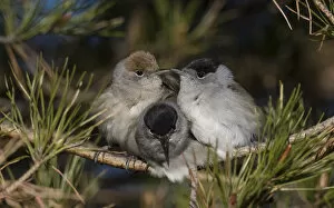Roost Gallery: Blackcap (Sylvia atricapilla) female and two males huddling together for warmth before