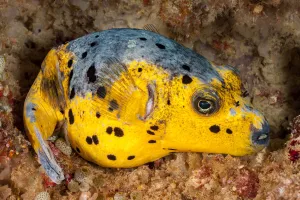 Blackspotted puffer (Arothron nigropunctatus) curled up on the reef for the night Blackspotted puffer (Arothron nigropunctatus) curled up on the reef for the night