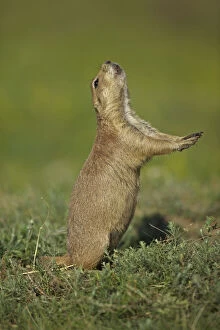 One Animal Collection: Blacktail Prairie Dog (Cynomys ludovicianus) engaging in Jump-yip behavior - A strong