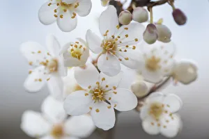 Blackthorn blossom (Prunus spinosa) Peak DIstrict National Park, Derbyshire, UK. March Blackthorn blossom (Prunus spinosa) Peak DIstrict National Park, Derbyshire, UK. March