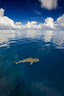 Blacktip reef shark (Carcharhinus melanopterus) just at the surface off the island of Yap Blacktip reef shark (Carcharhinus melanopterus) just at the surface off the island of Yap