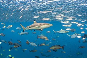 Blacktip reef shark (Carcharhinus melanopterus) swims through schools of fish. Misool Blacktip reef shark (Carcharhinus melanopterus) swims through schools of fish. Misool