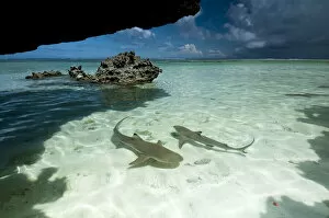 Atoll Gallery: Blacktip reef sharks (Carcharhinus melanopterus) swimming in shallow crystal clear water