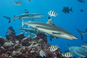 Blacktip reef sharks (Carcharhinus melanopterus) circling the reef surrounded by various reef fish, Yap, Micronesia