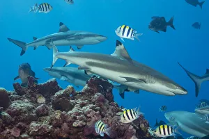 Blacktip reef sharks (Carcharhinus melanopterus) circling the reef surrounded by various reef fish, Yap, Micronesia Blacktip reef sharks (Carcharhinus melanopterus) circling the reef surrounded by various reef fish, Yap, Micronesia