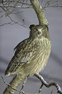Images Dated 21st February 2014: Blakistons Fish Owl (Ketupa blakistoni) perched, Hokkaido, Japan, February