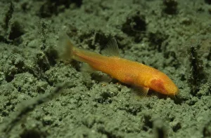 Blind loach (Nemacheilus starostini ) living in cave in the East of Turkmenistan Blind loach (Nemacheilus starostini ) living in cave in the East of Turkmenistan