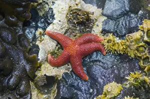 Images Dated 13th June 2006: Blood star {Henricia sanguinolenta} with Barnacles in tide pool at low tide, Tongue Point