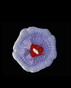 Bloody bellflower (Nesocodon mauritianus), female phase with red nectar surrounding stigma Bloody bellflower (Nesocodon mauritianus), female phase with red nectar surrounding stigma