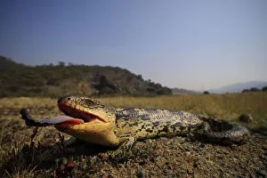 Blotched blue-tongue skink (Tiliqua nigrolutea) female gaping with tongue out Blotched blue-tongue skink (Tiliqua nigrolutea) female gaping with tongue out