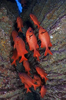Images Dated 22nd April 2012: Blotcheye / Bigscale Soldierfish (Myripristis berndti), San Benedicto Island, Revillagigedo