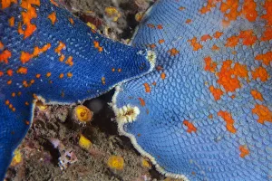 Blue bat star (Patiria pectinifera). Bohai Sea, Yellow Sea. Penglai / Dengzhou / Tengchow Blue bat star (Patiria pectinifera). Bohai Sea, Yellow Sea. Penglai / Dengzhou / Tengchow