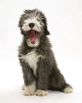 Images Dated 25th September 2007: Blue Bearded Collie puppy, 3 months, yawning