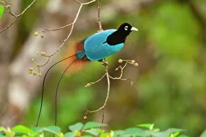 Astonishing Gallery: Blue bird of paradise (Paradisaea rudolphi) male, perched on branch, Tari Valley vicinity