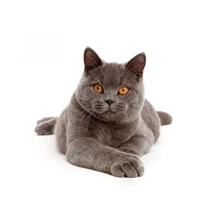 Domestic Animal Gallery: Blue British Shorthair cat