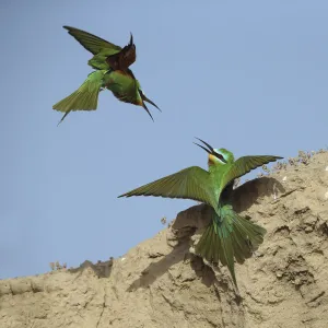 Blue cheeked bee eater (Merops persicus) two squabbling, Oman, April Blue cheeked bee eater (Merops persicus) two squabbling, Oman, April