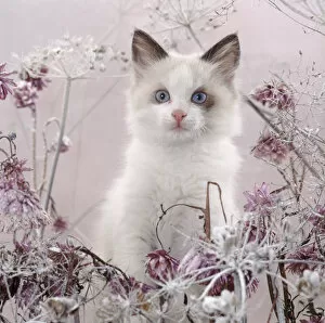 Blue Eyes Gallery: Blue-eyed bicolour ragdoll-cross kitten, Fergus, among frosty everlasting daisies