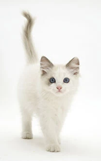 Innocent Gallery: Blue-eyed Ragdoll kitten walking forward, against white background