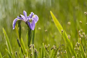 Blue flag iris (Iris versicolor) in flower, New Brunswick, Canada, June Blue flag iris (Iris versicolor) in flower, New Brunswick, Canada, June