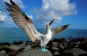 Blue footed booby displaying {Sula nebouxii} Galapagos Blue footed booby displaying {Sula nebouxii} Galapagos