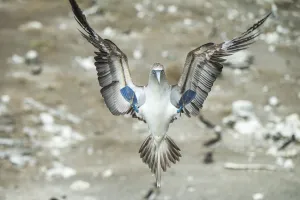 Blue-footed booby (Sula nebouxii) landing. Punta Vicente Roca, Isabela Island, Galapagos Blue-footed booby (Sula nebouxii) landing. Punta Vicente Roca, Isabela Island, Galapagos