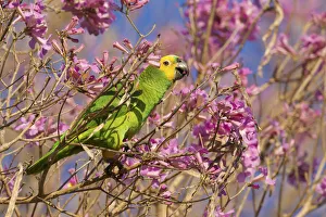 Blue-fronted parrot (Amazona aestiva) feeding on Tabebuia (Tabebuia sp.) flowers, Pocone, Brazil Blue-fronted parrot (Amazona aestiva) feeding on Tabebuia (Tabebuia sp.) flowers, Pocone, Brazil
