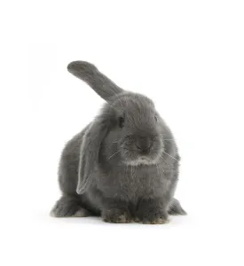 Blue-grey floppy-eared rabbit, against white background Blue-grey floppy-eared rabbit, against white background