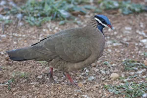 Blue-headed quail-dove (Starnoenas cyanocephala) profile, Cuba. Endangered species Blue-headed quail-dove (Starnoenas cyanocephala) profile, Cuba. Endangered species