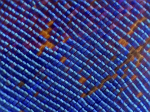 Iridescence Collection: Blue iridescent scales of a Nymphalid butterfly (Epiphile orea) magnified 11x, deceased