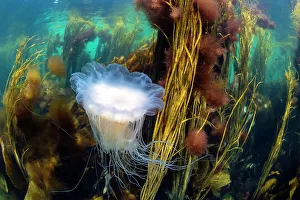 Drifting Gallery: Blue lion's mane jellyfish (Cyanea lamarckii) drifting through a seaweed forest with Red pom-pom seaweed