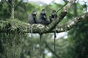 Blue monkey family group {Cercopithecus mitis} Kakamega forest, Kenya Blue monkey family group {Cercopithecus mitis} Kakamega forest, Kenya