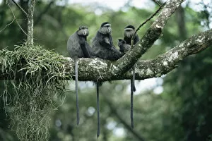 Images Dated 27th June 2006: Blue monkey family group {Cercopithecus mitis} Kakamega forest, Kenya