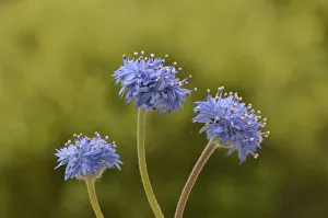 Blue pincushion (Brunonia australis). Tasmania, Australia. December Blue pincushion (Brunonia australis). Tasmania, Australia. December