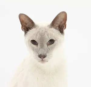Blue point Siamese cat, Jacob, 9 years Blue point Siamese cat, Jacob, 9 years