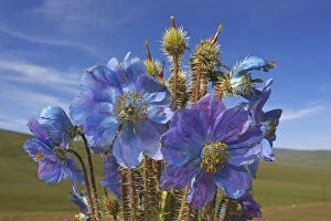 Images Dated 12th August 2012: Blue poppy (Meconopsis horridula) Sanjiangyuan National Nature Reserve, Qinghai