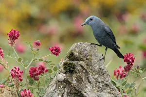 Chat Thrush Gallery: Blue rock thrush (Monticola solitarius) Spain, April
